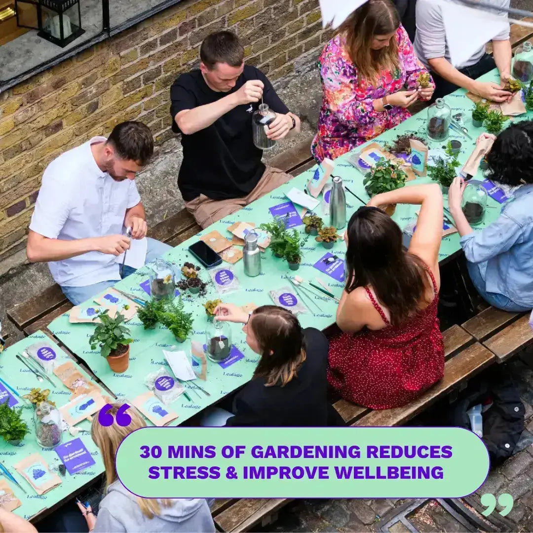 Terrarium Starter Kit for One Terrarium DIY Kit