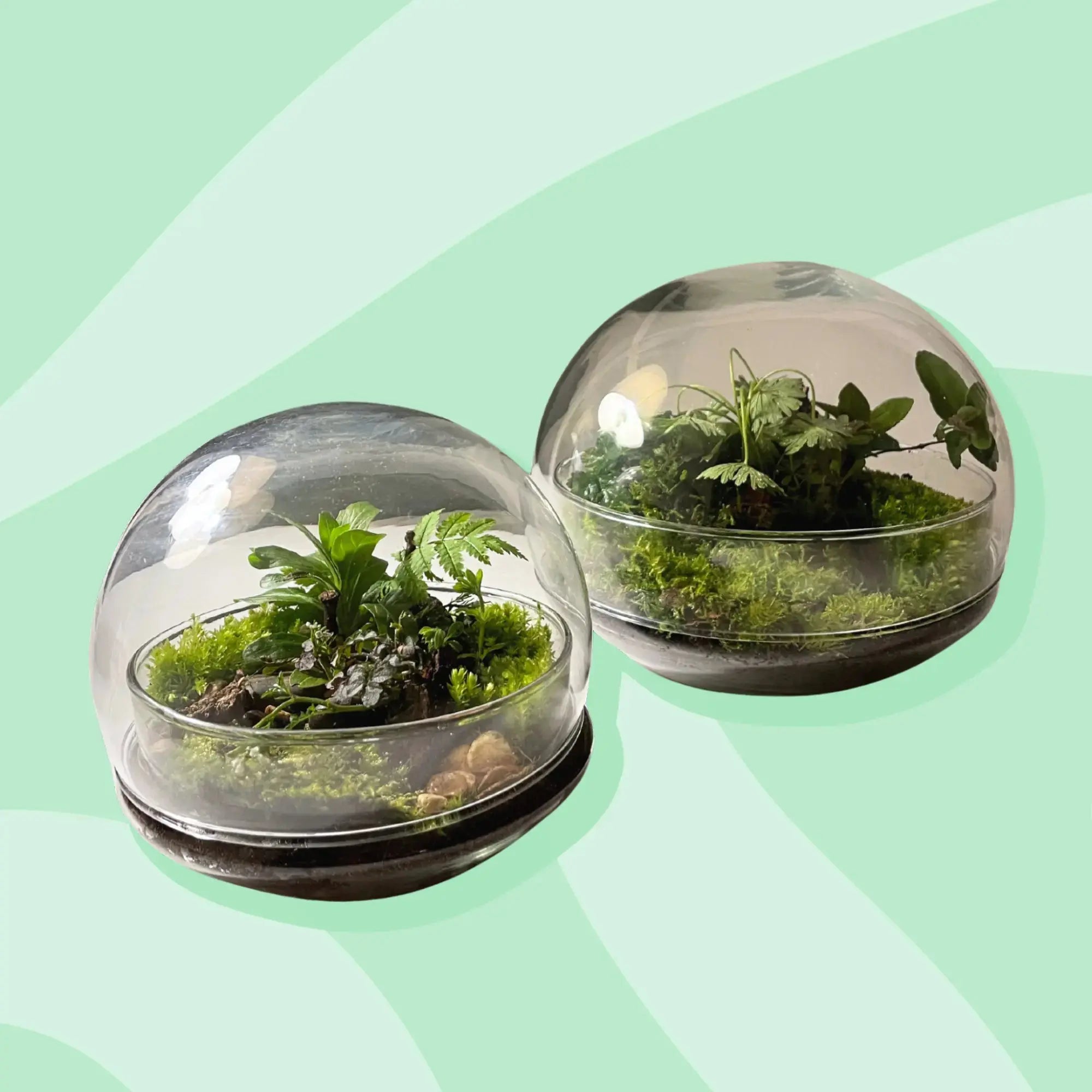 Globe Terrarium Workplace Workshop Globe Tropical & Desert Terrarium