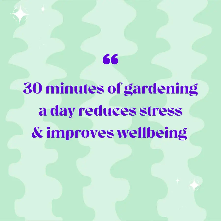 Lil Bro Terrarium Workplace Workshop 15cm Desert Terrarium