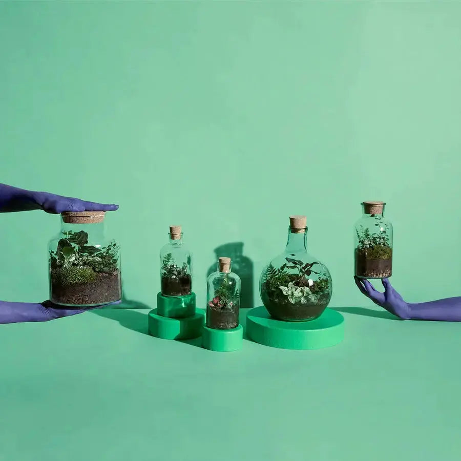 HERO-GROUP_SHOTS_TERRARIUMS_001_1080x_effa34cc-3af8-4106-a846-ef8cd9c05588_900x.webp