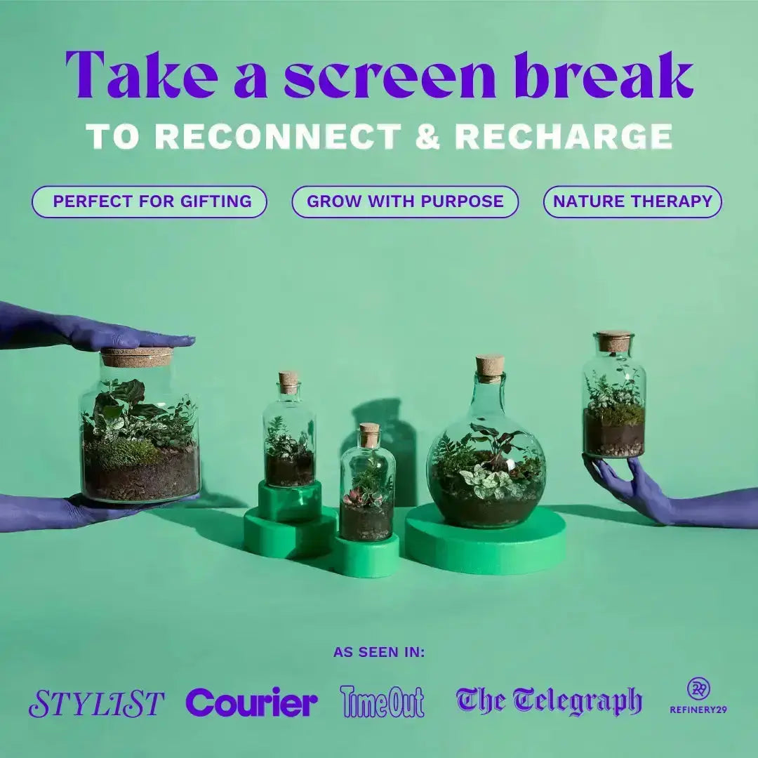 Terrarium Starter Kit for One Terrarium DIY Kit