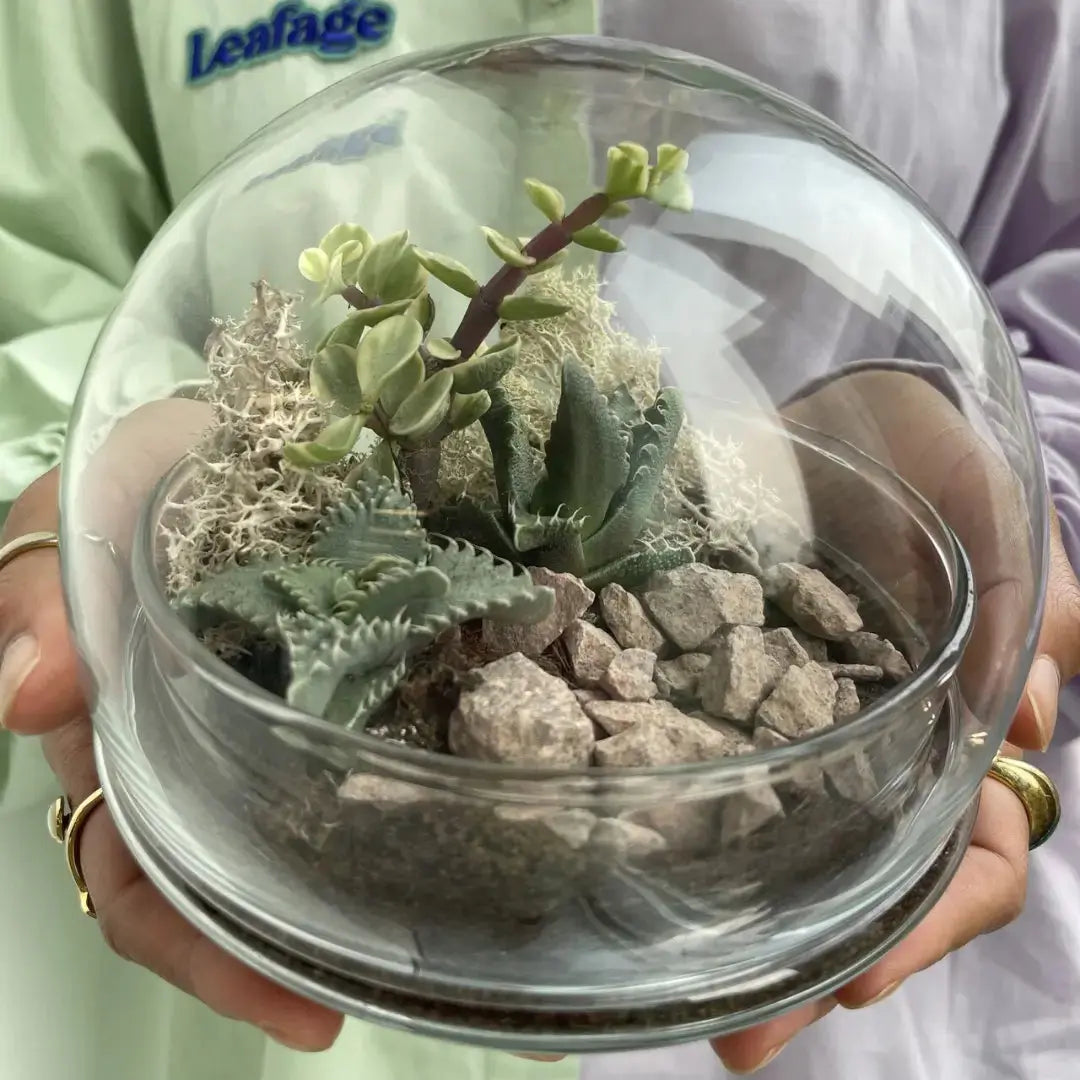 Globe Terrarium Workplace Workshop Globe Tropical & Desert Terrarium