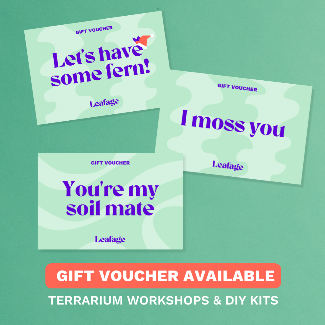 Terrarium Workshop, SUN 15 FEB 2026, 1pm - 2.30pm