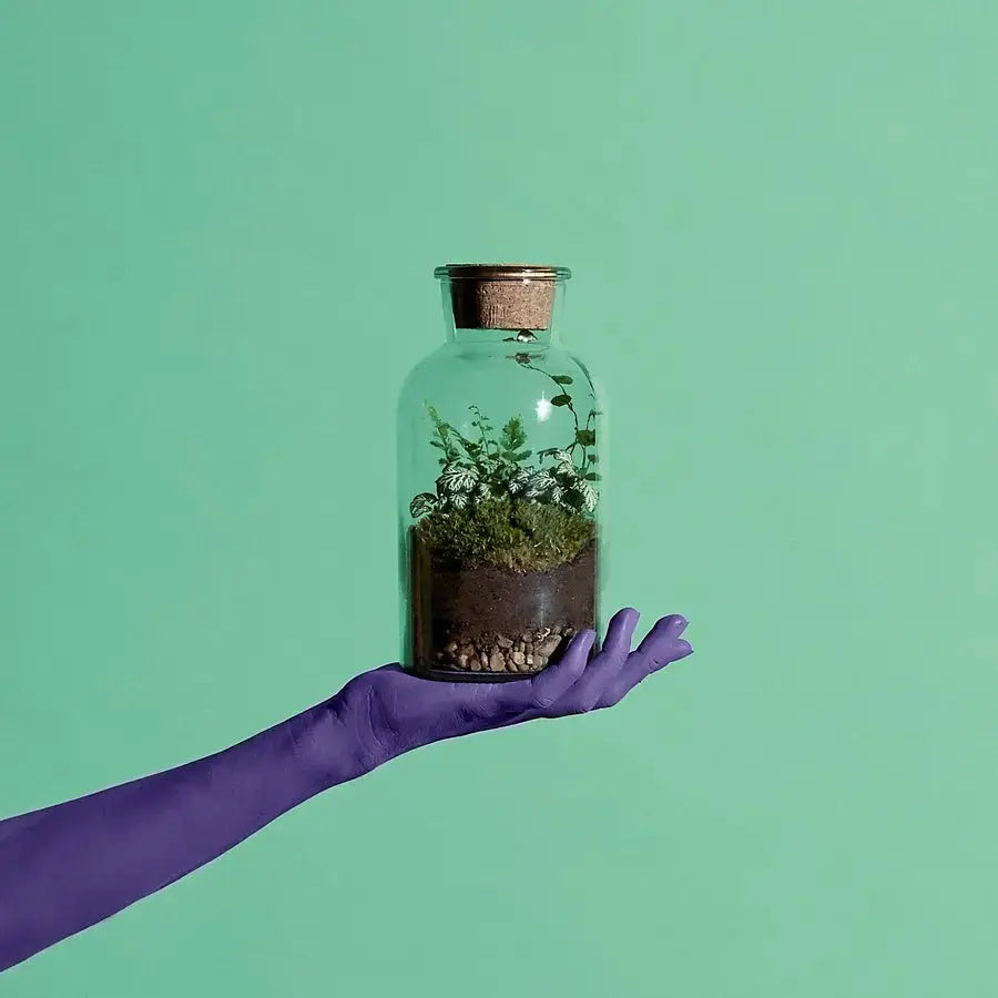 Lil Sista Terrarium Workplace Workshop 20 x 10cm Tropical Terrarium