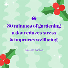 Load image into Gallery viewer, Festive Living Baubles Workshop Hanging Terrarium