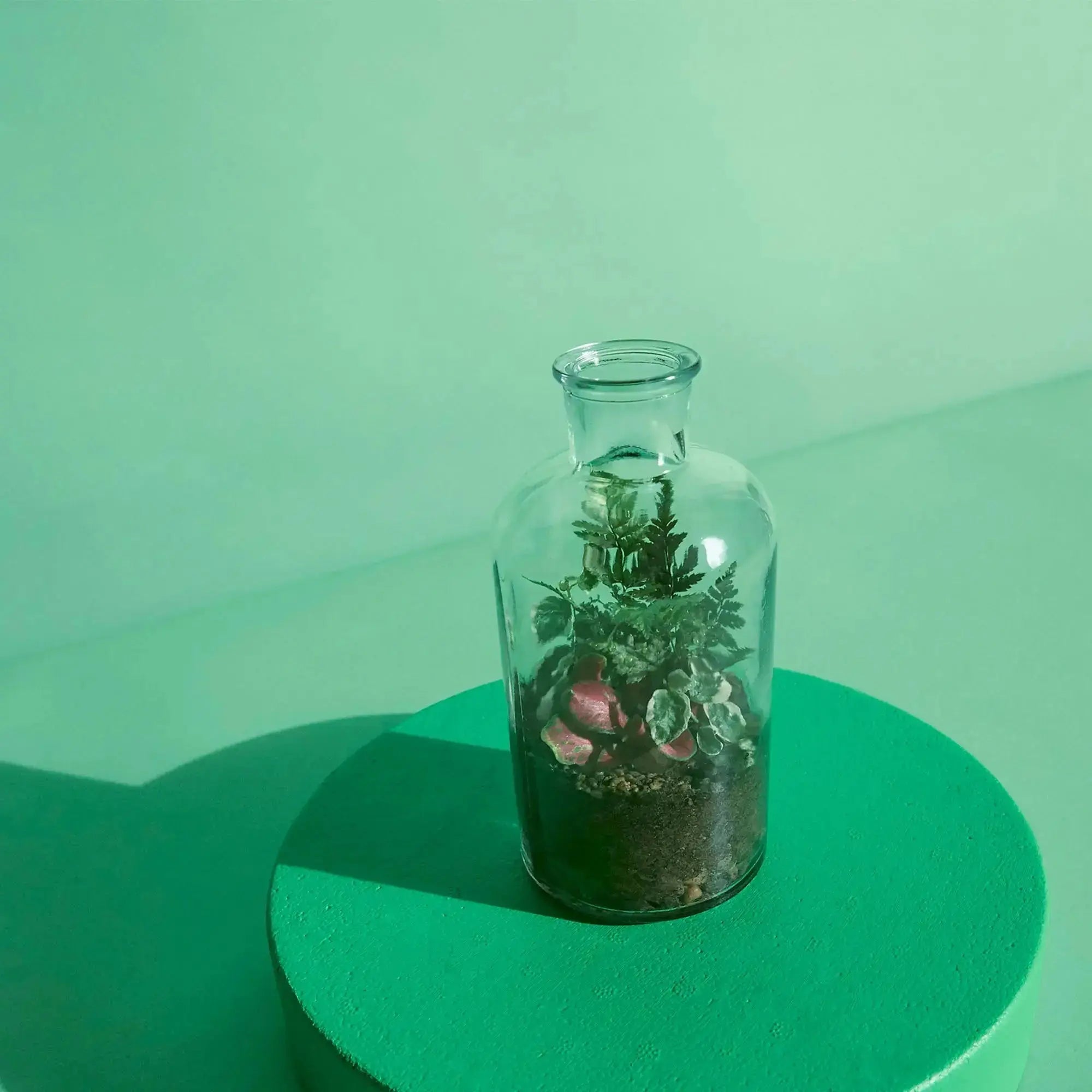 Terrarium Starter Kit for One H20 x D10cm Terrarium DIY Kit