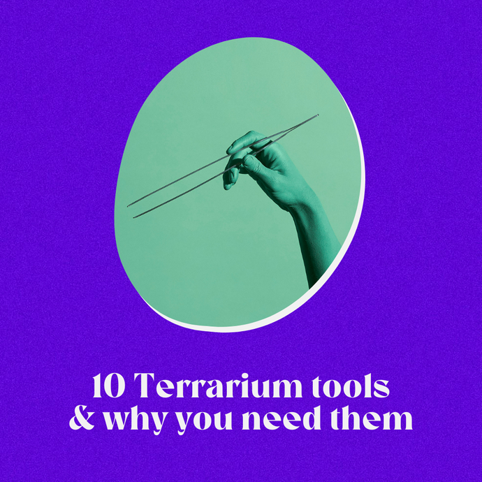 10 Terrarium Tools and Why You Need Them
