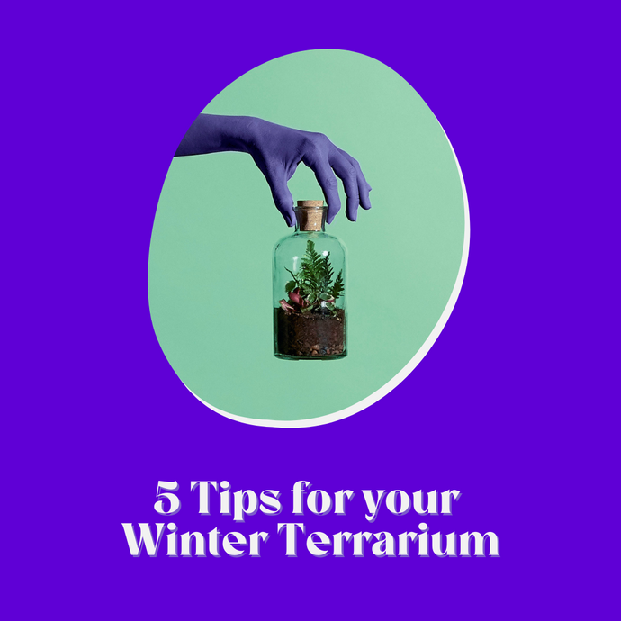5 Top Tips To Help Your Terrarium Survive Winter