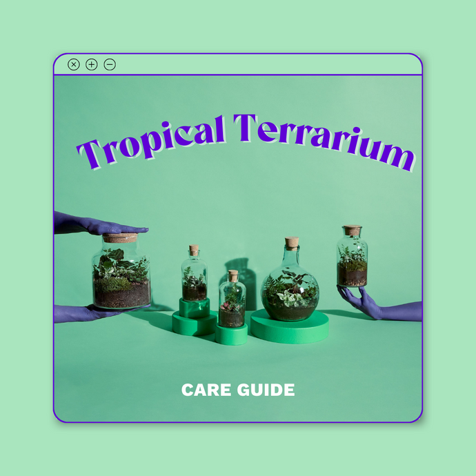 Tropical Terrarium Care Guide
