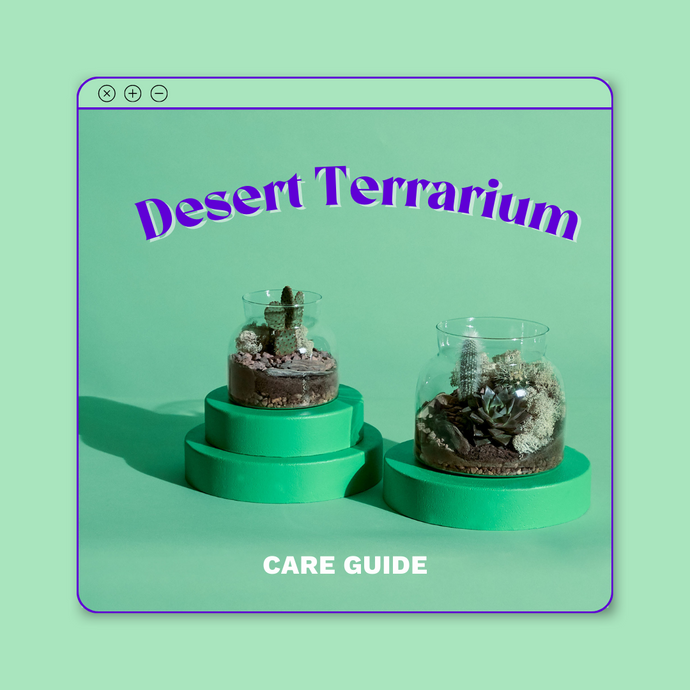 Desert Terrarium Care Guide