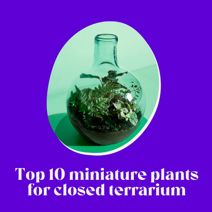Top 10 Miniature Plants for Closed Terrarium