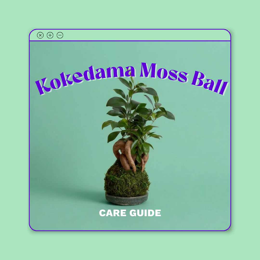 Kokedama AKA Moss Ball Care Guide