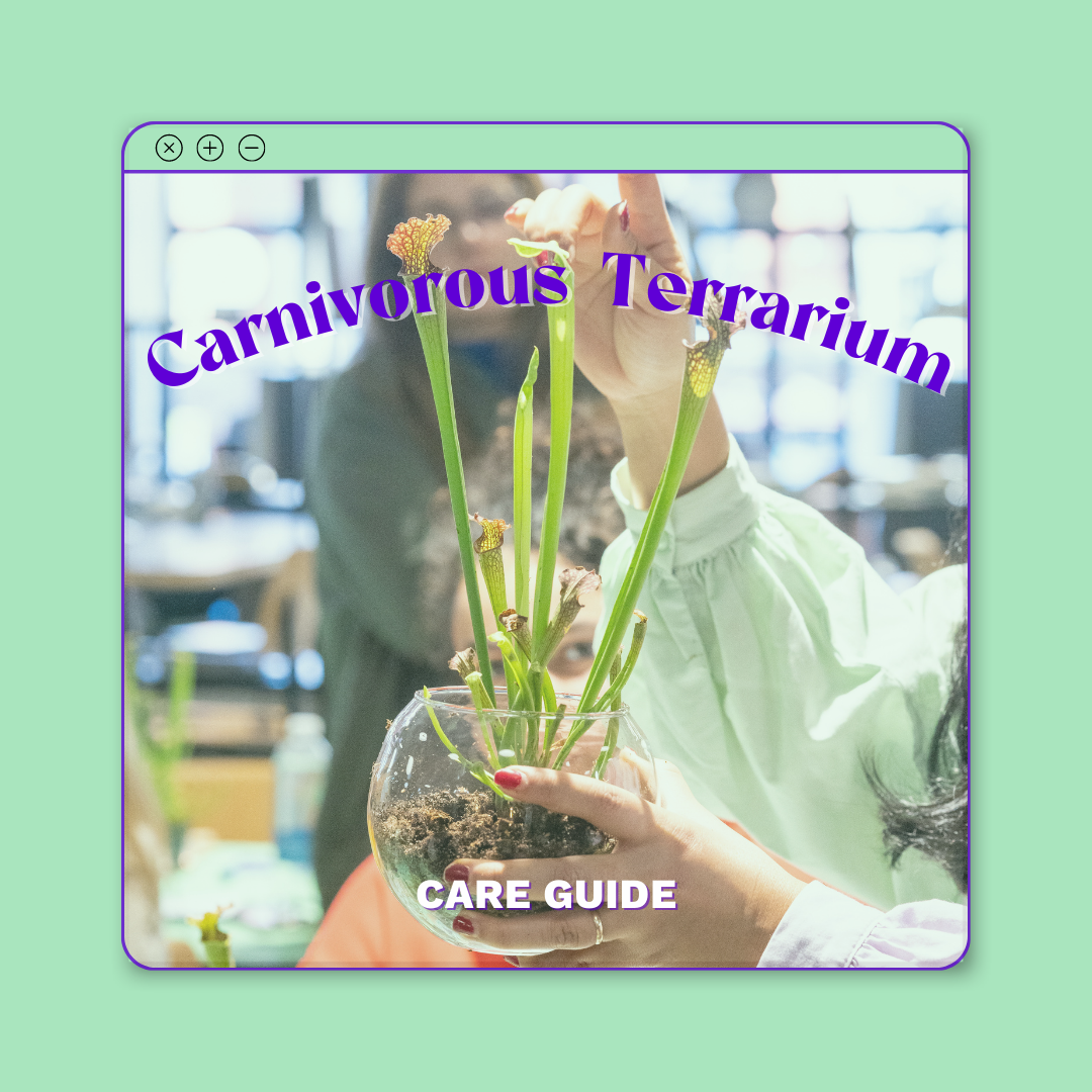 tropical-terrarium-kits