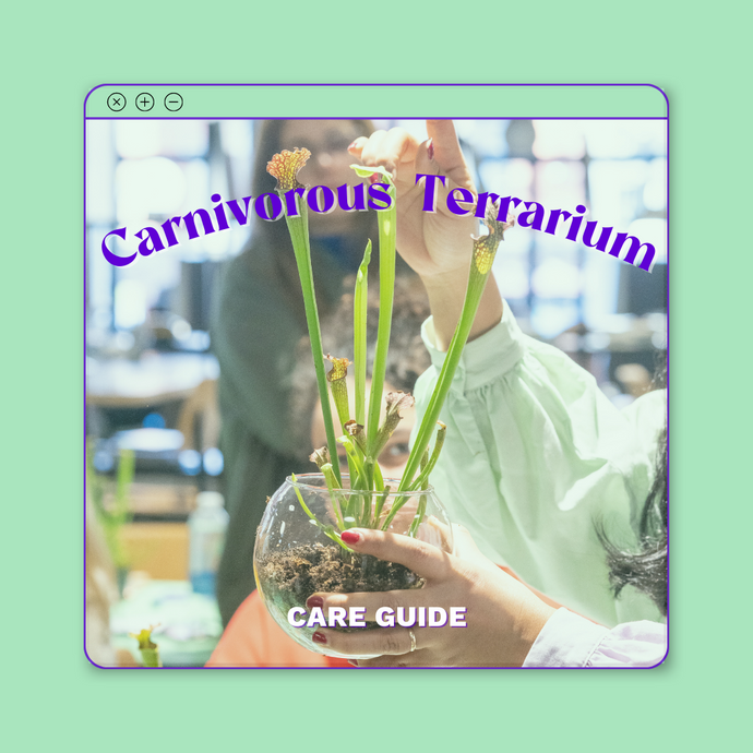 Carnivorous Terrarium Care Guide