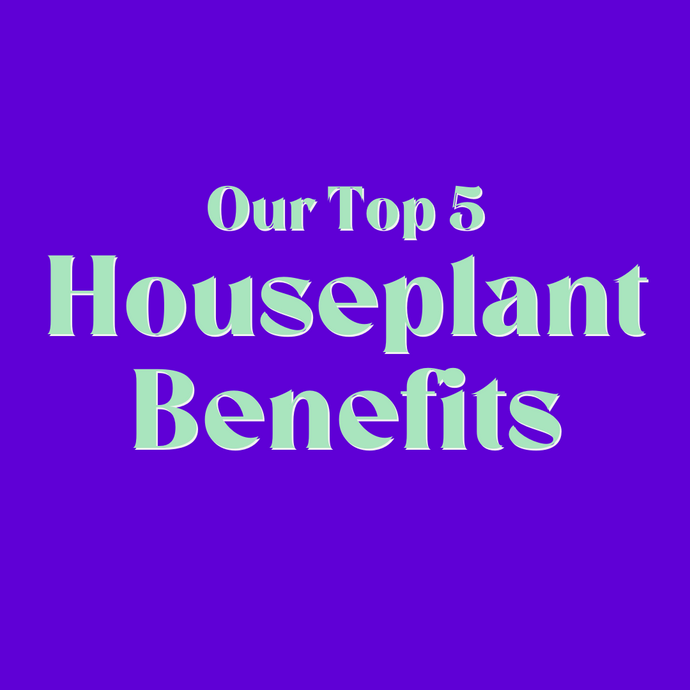 Our top 5 houseplant benefits