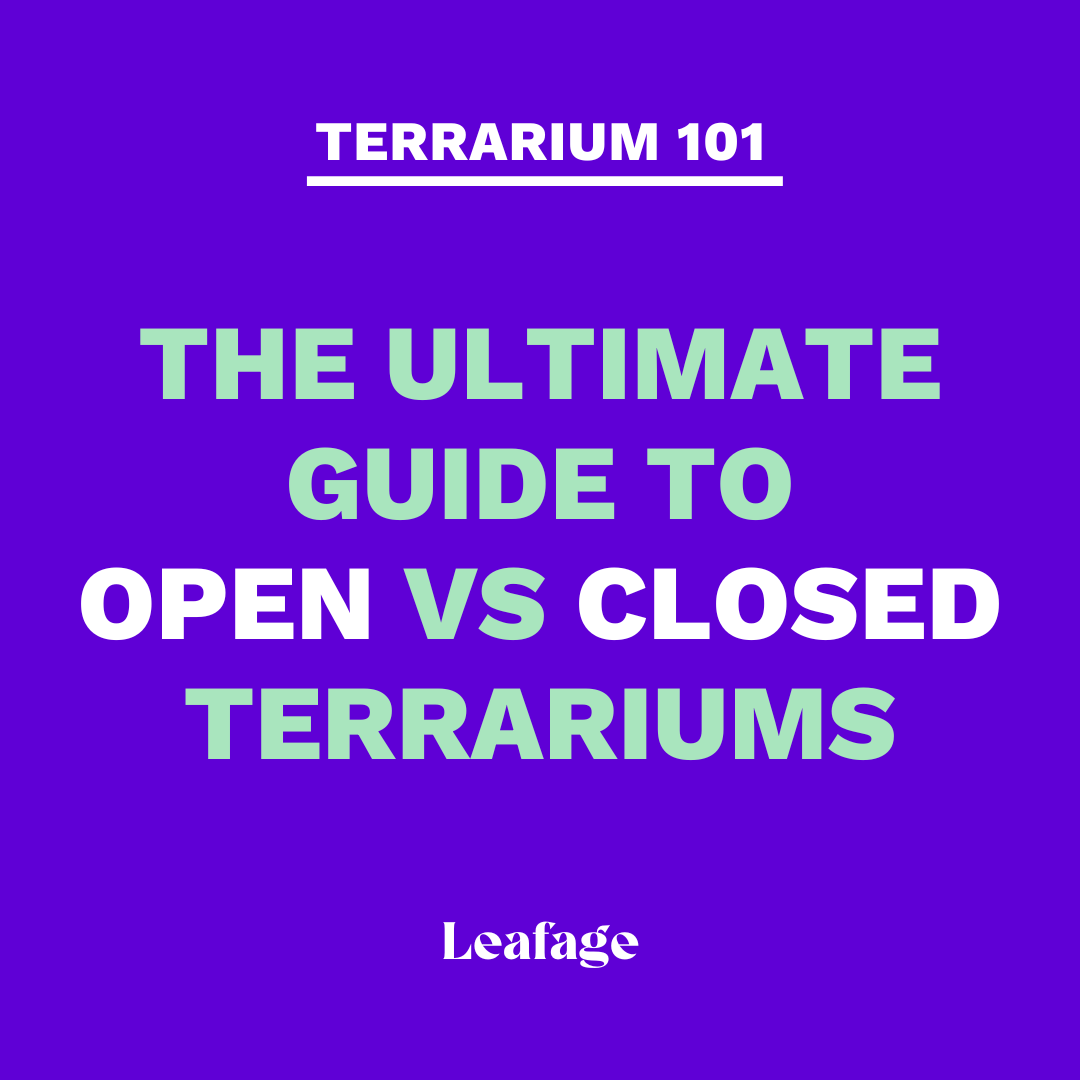The Ultimate Guide to Open vs Closed Terrariums Leafage