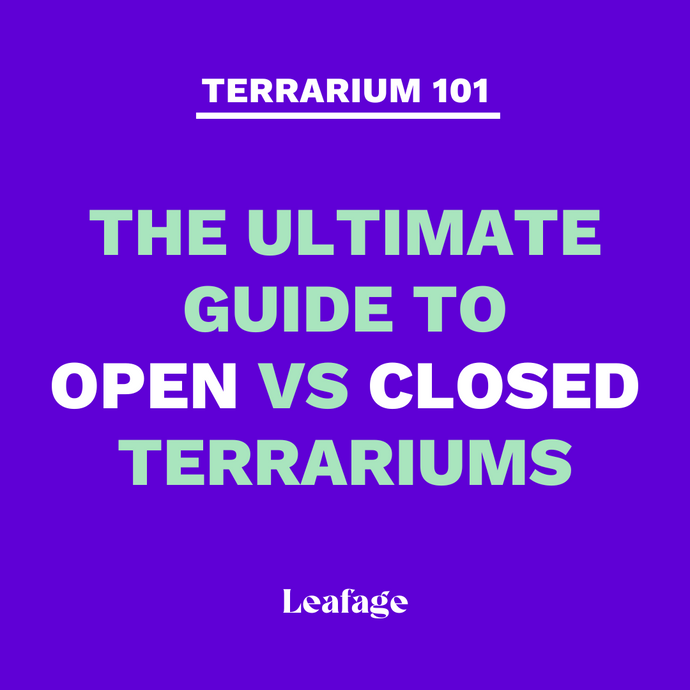 The Ultimate Guide to Open vs Closed Terrariums