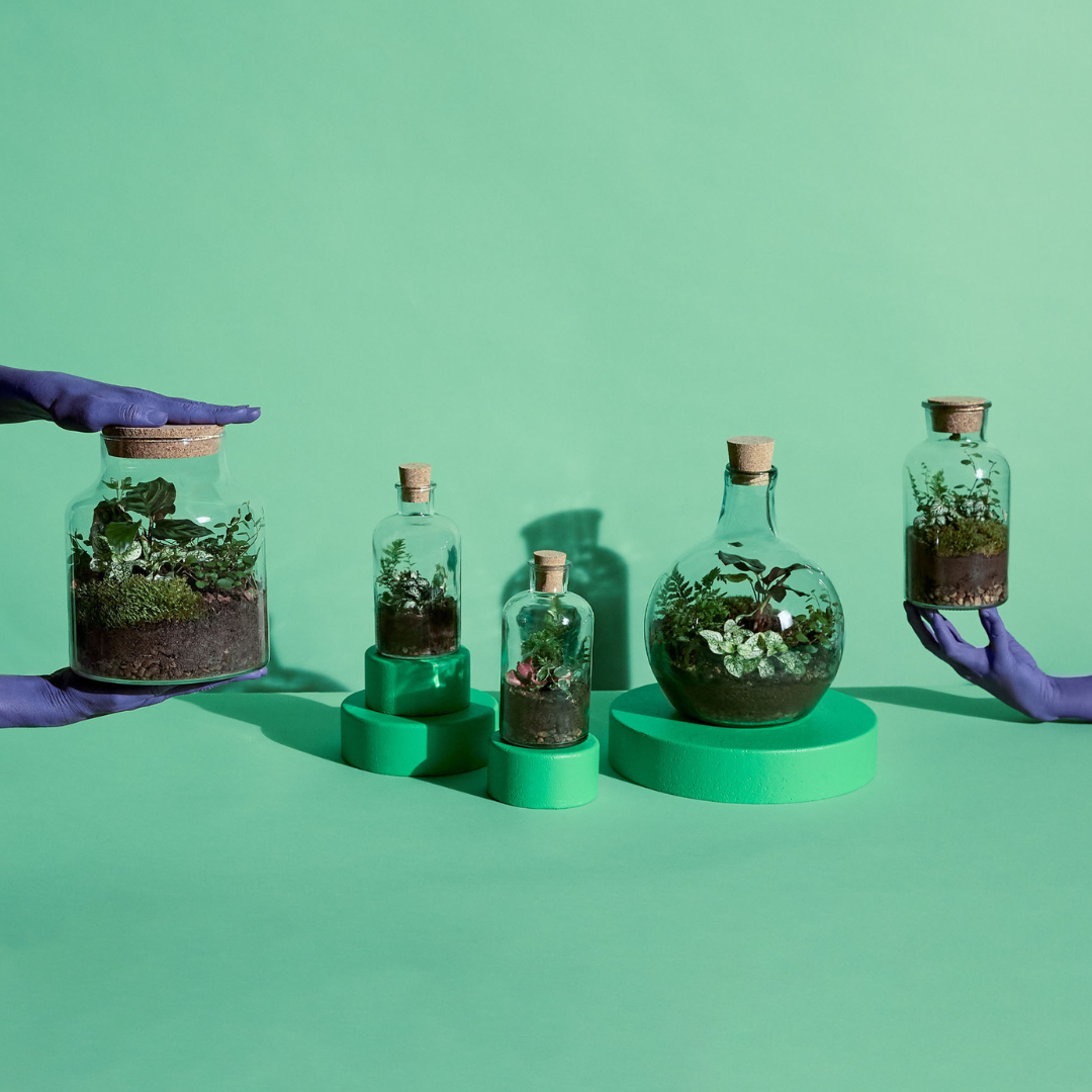 What is a Terrarium? A Complete Beginner's Guide