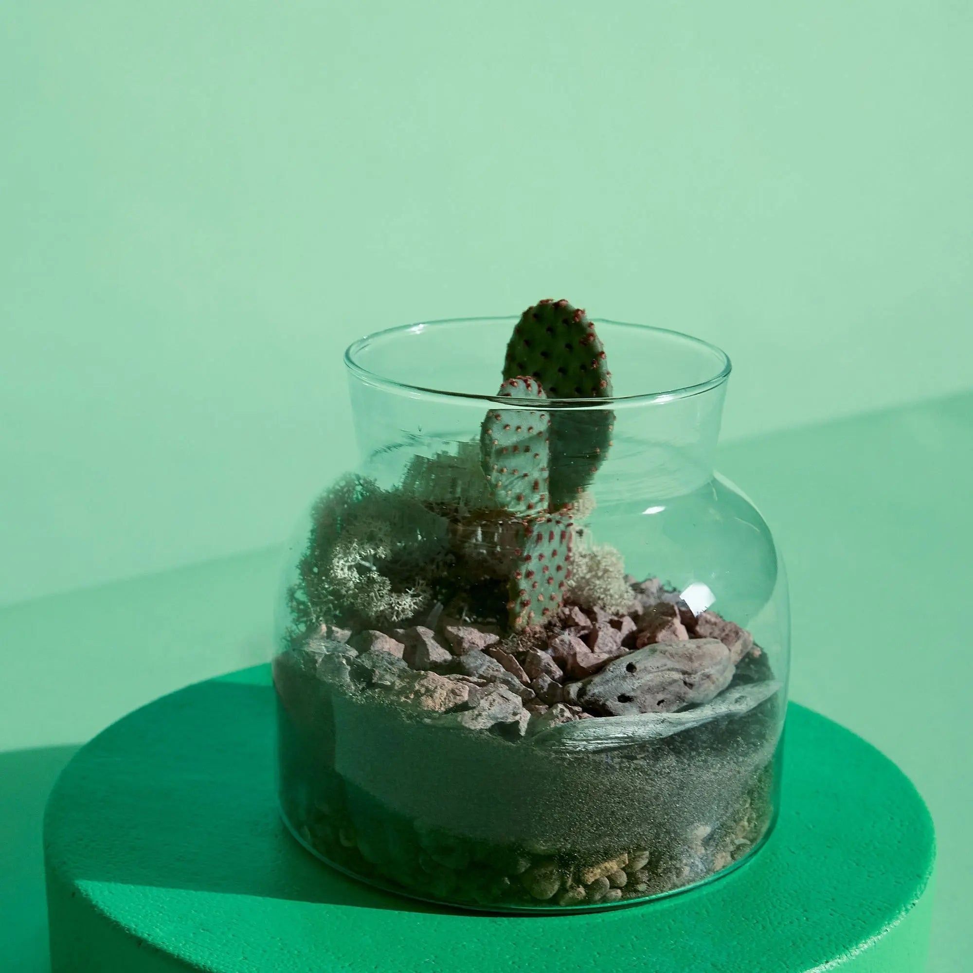 Lil Bro Terrarium Workplace Workshop 15cm Desert Terrarium