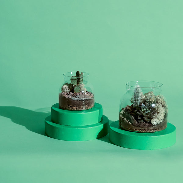 Desert Terrarium Workshop