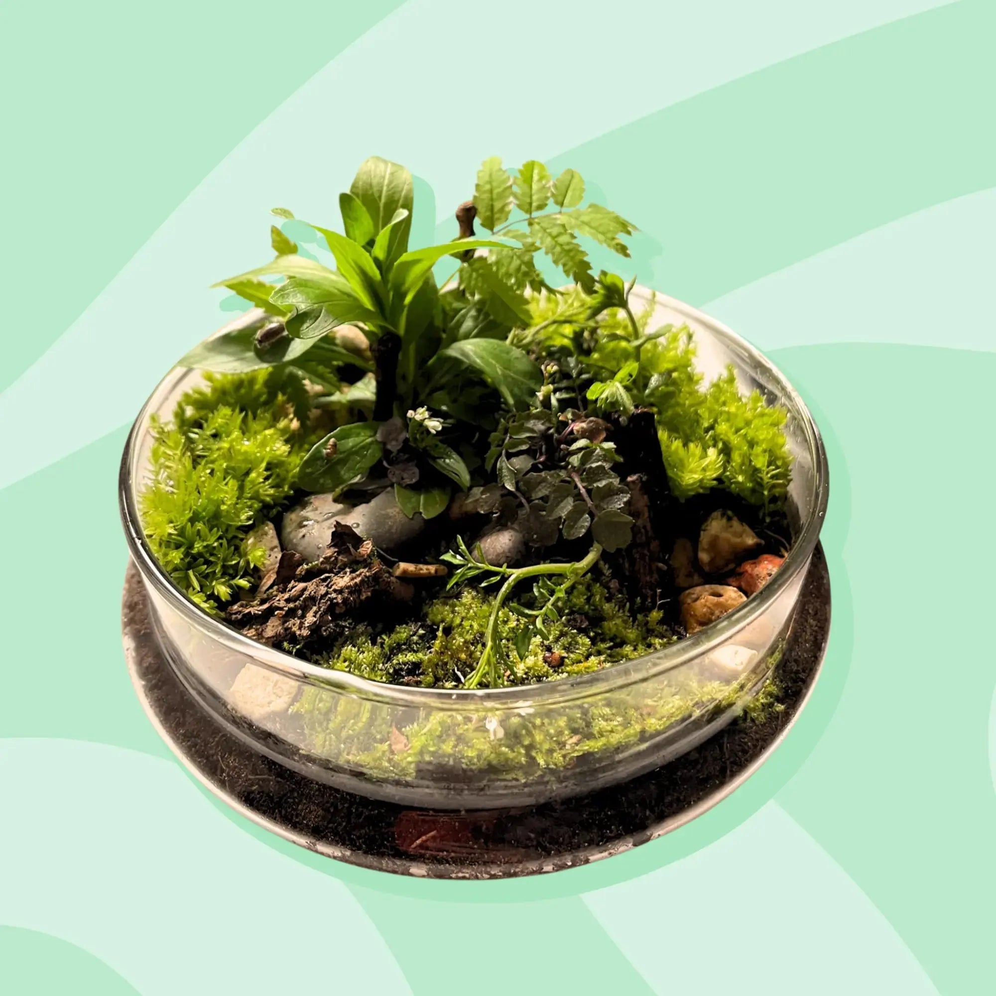 Globe Terrarium Workplace Workshop Globe Tropical & Desert Terrarium