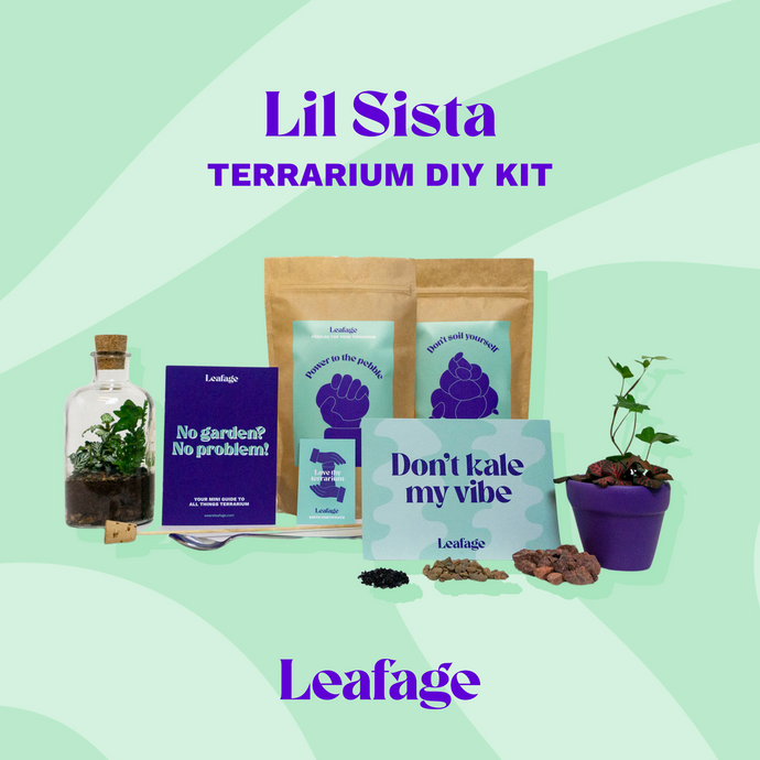 Lil Sista Terrarium DIY Kit