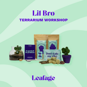 Lil Bro Terrarium Workplace Workshop