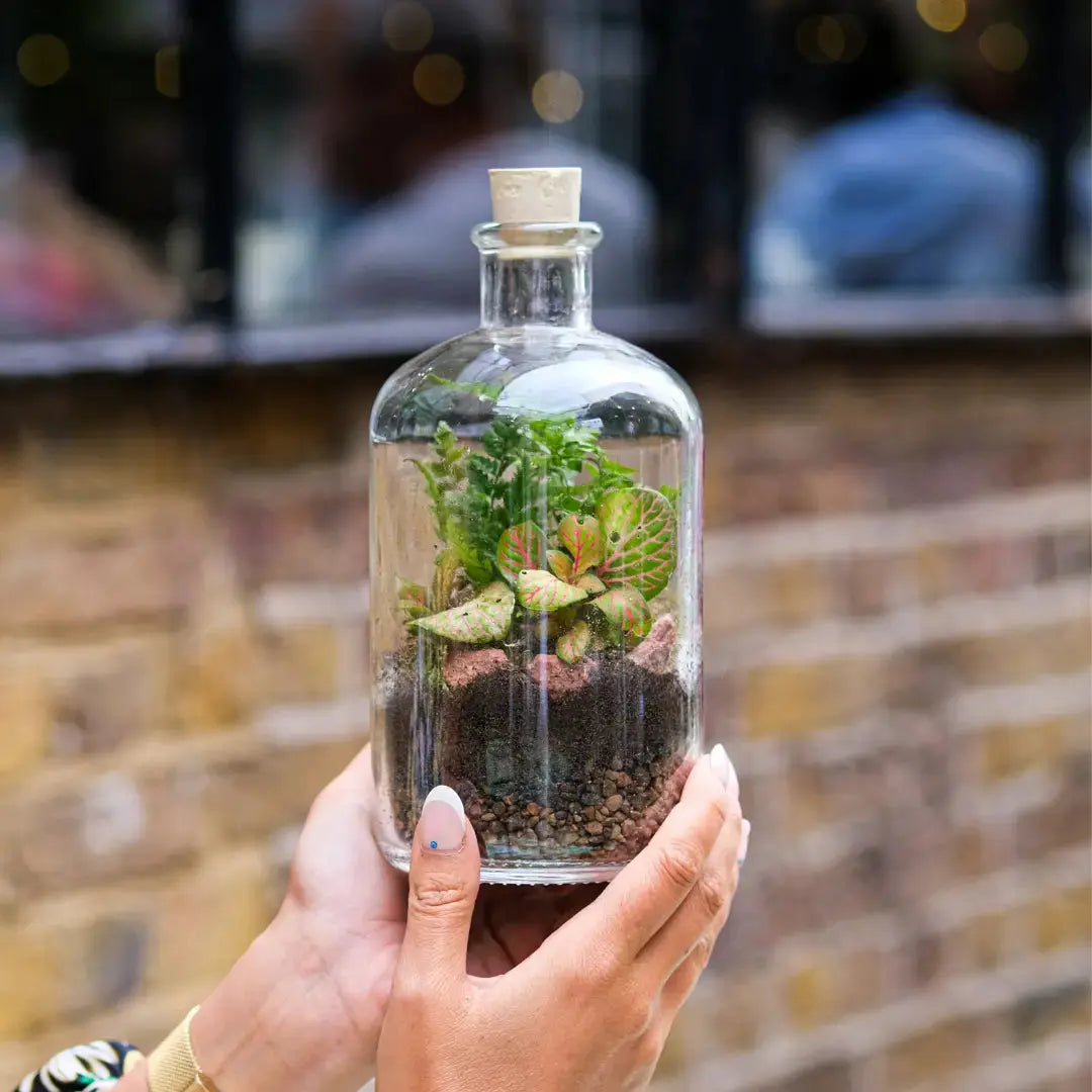 Lil Sista Terrarium Workplace Workshop 20 x 10cm Tropical Terrarium