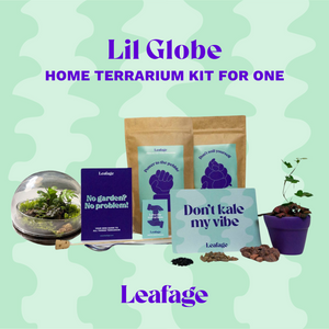 Globe Terrarium Starter Kit