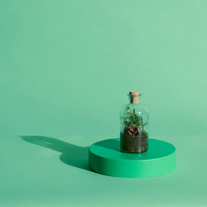 Curved Terrarium Tweezers - 27 cm