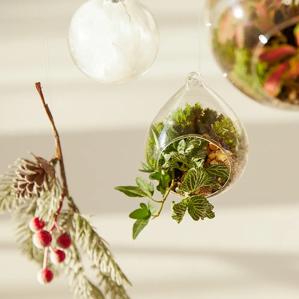 Festive Living Baubles Workshop Hanging Terrarium